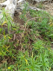 Solanum vescum