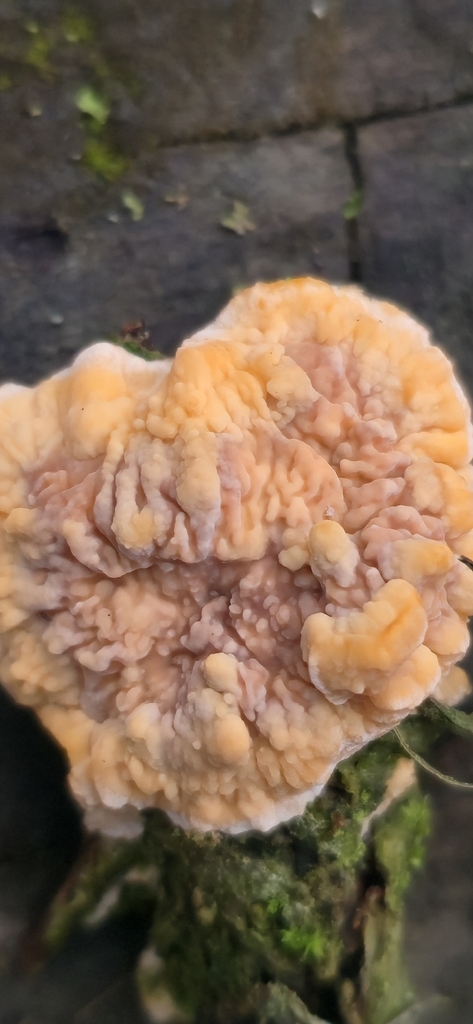 Phlebia radiata · February 2026 · photo: © leannestacy (iNaturalist, cc0)