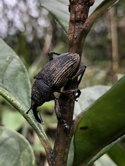 Cholus parallelogrammus