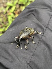 Cholus parallelogrammus