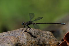 Caledopteryx maculata