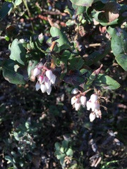 Arctostaphylos pajaroensis