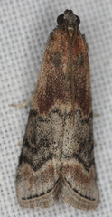 Euzophera semifuneralis