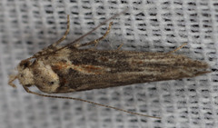 Gnorimoschema baccharisella