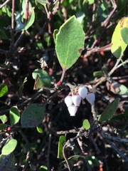 Arctostaphylos hookeri hookeri