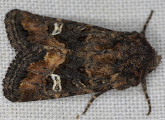 Lacinipolia stricta