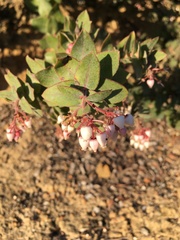 Arctostaphylos pajaroensis