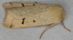 Dichagyris variabilis