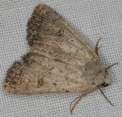 Abagrotis trigona