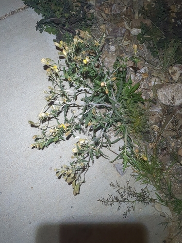 Many-flowered Mentzelia (Mentzelia longiloba)