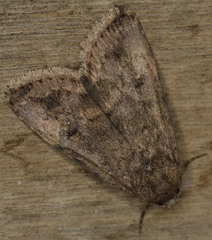 Protoperigea posticata