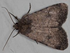 Protoperigea posticata