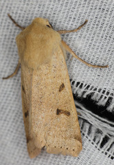 Dichagyris variabilis