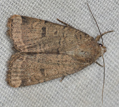 Abagrotis