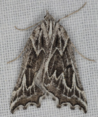 Plataea californiaria