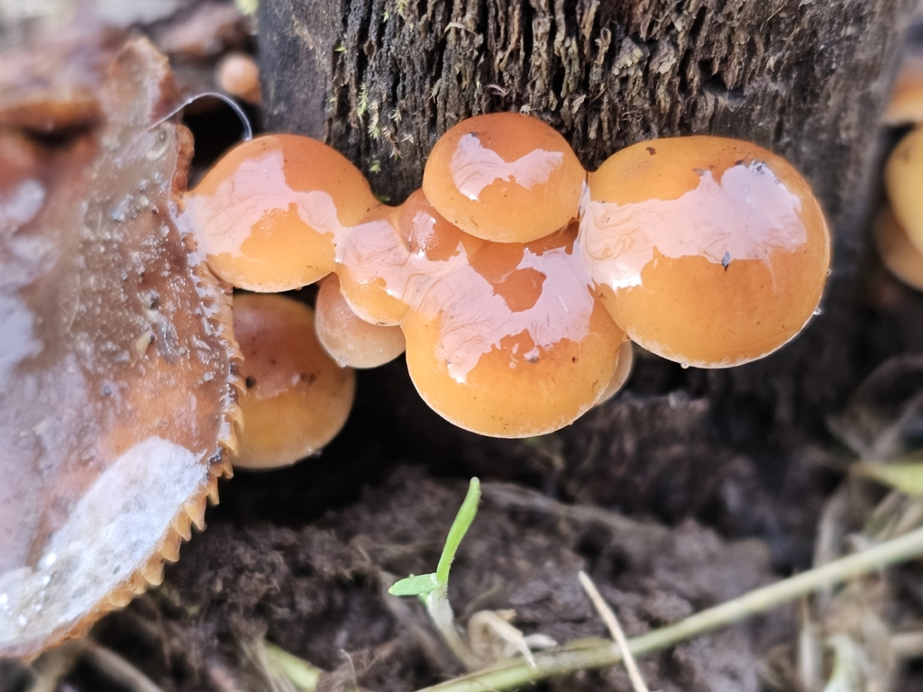 Flammulina · February 2026 · photo: © saranowak (iNaturalist, cc0)