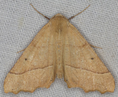 Prochoerodes truxaliata