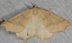 Prochoerodes truxaliata