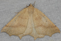 Prochoerodes truxaliata
