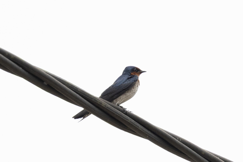 Hirundo javanica