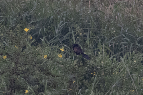 Lesser Coucal (Centropus bengalensis)