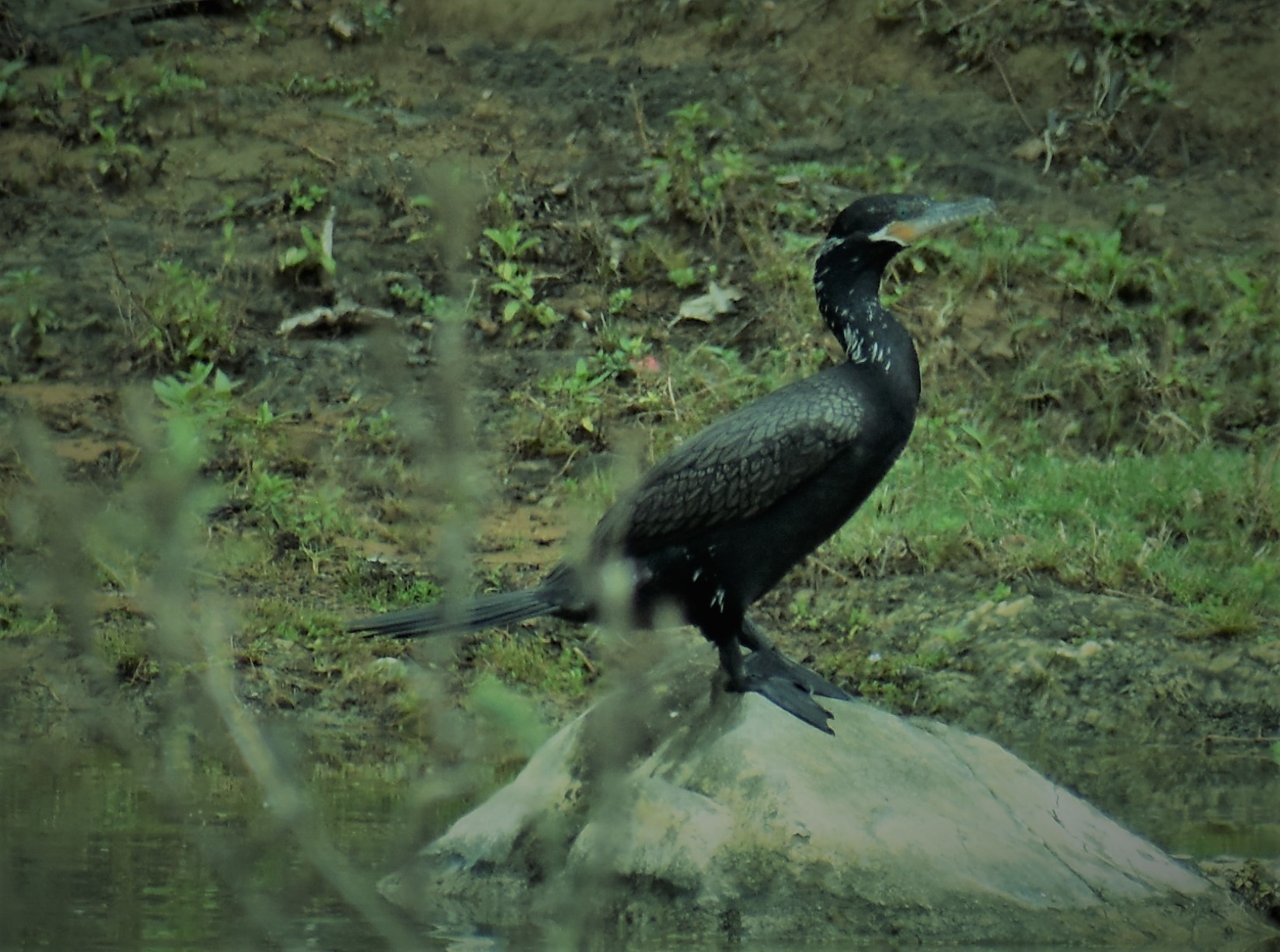 Phalacrocoracidae image