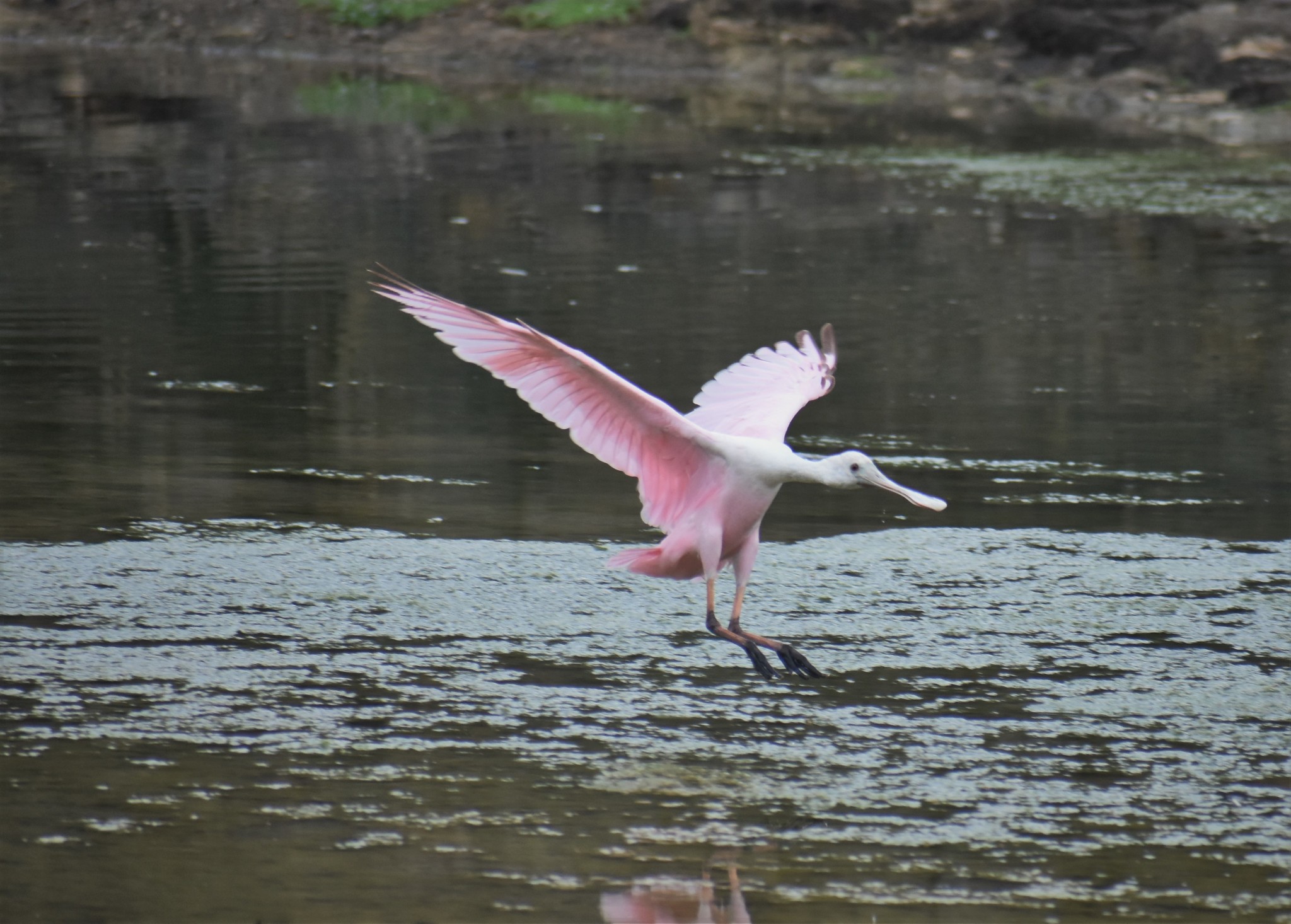 Platalea image