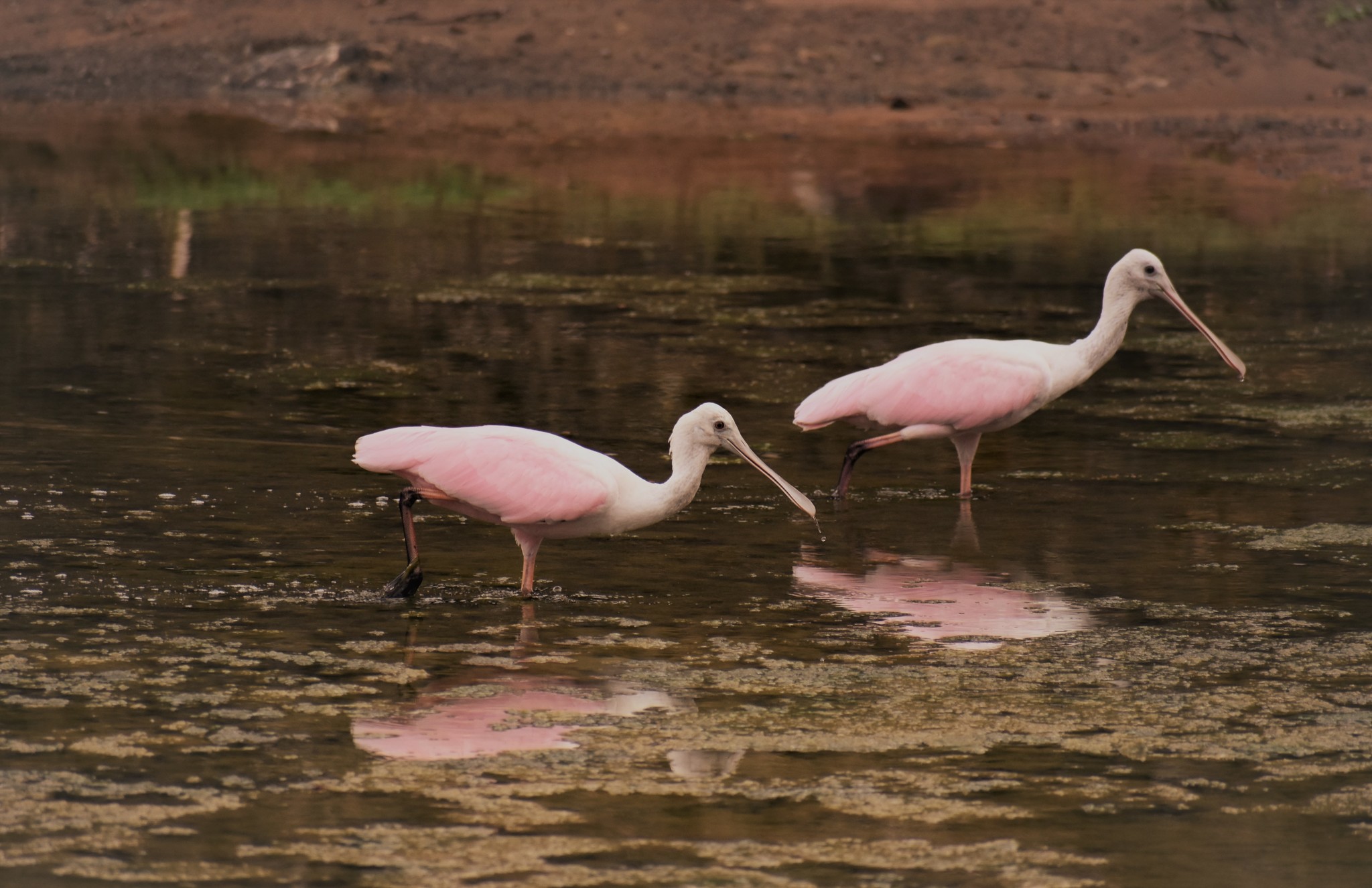 Platalea ajaja image