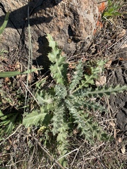 Cirsium andersonii