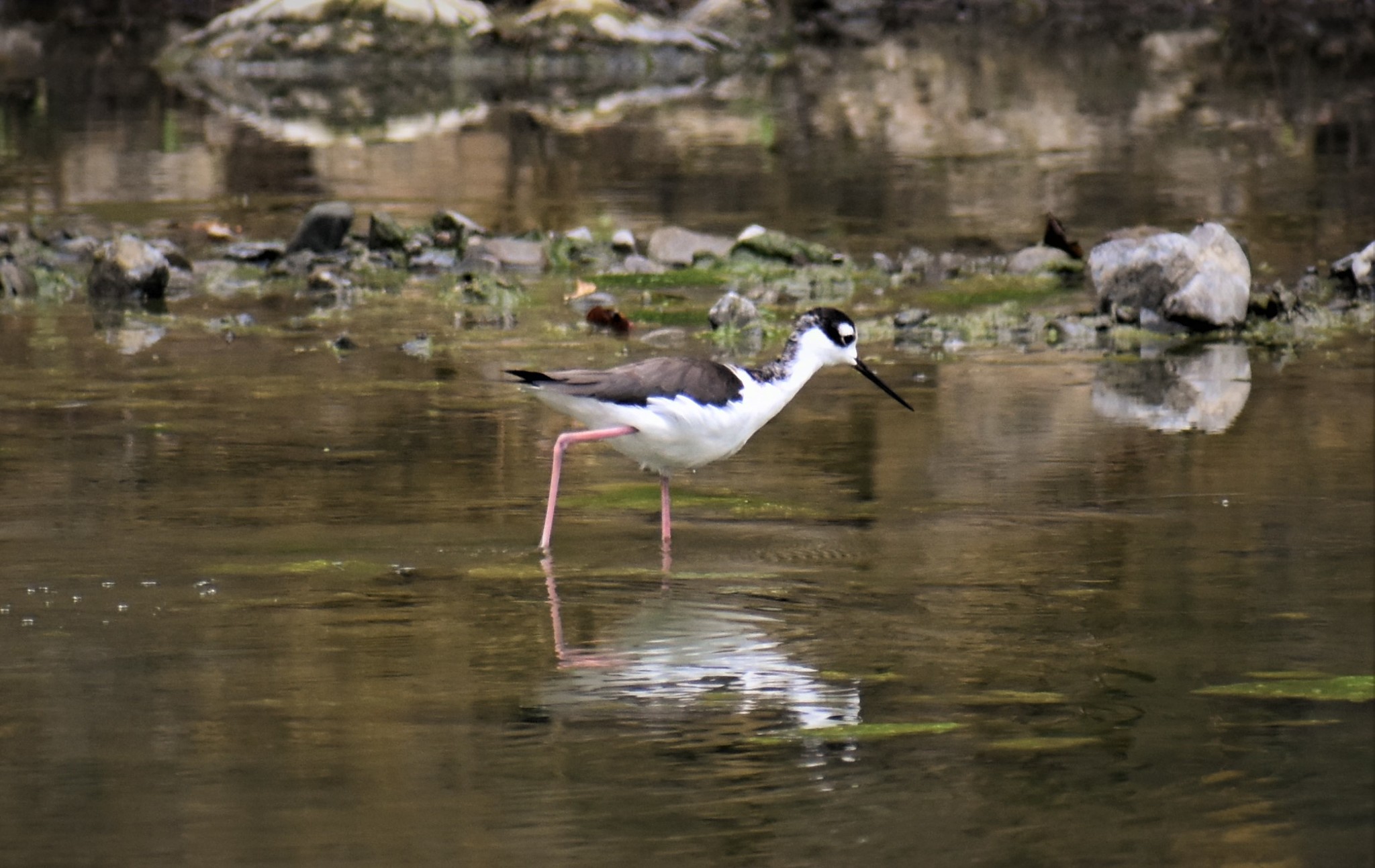 Himantopus image