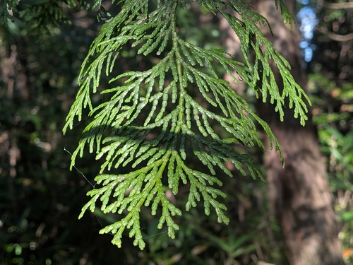 Chamaecyparis obtusa, photograph 5
