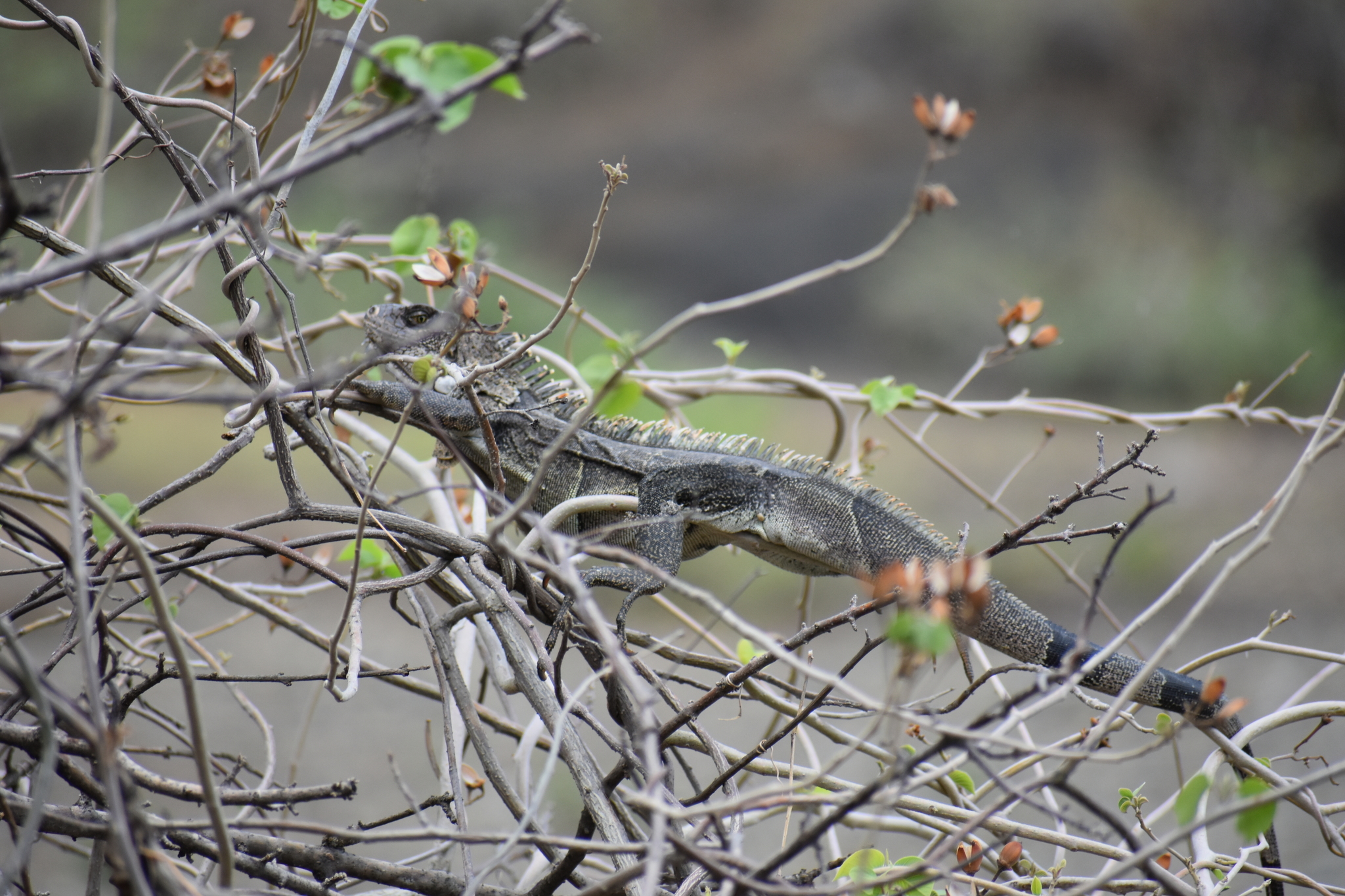 Iguanidae image