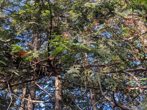 Chamaecyparis obtusa, photograph 6