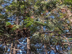 Chamaecyparis obtusa, photograph (c) plant 0302, some rights reserved (CC BY)