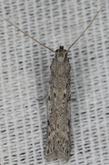 Phycitodes mucidella