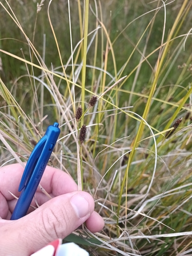 Teasel Sedge (Carex dipsacea)