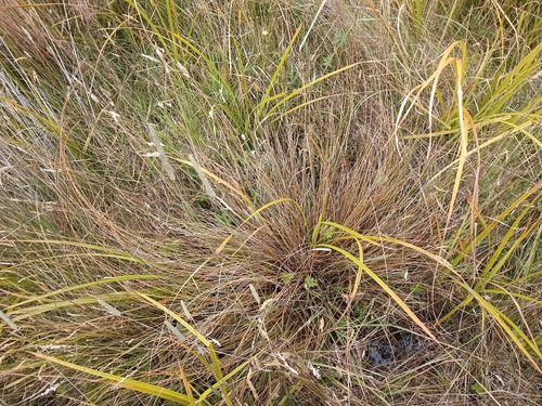 Glen Murray Tussock (Carex flagellifera)