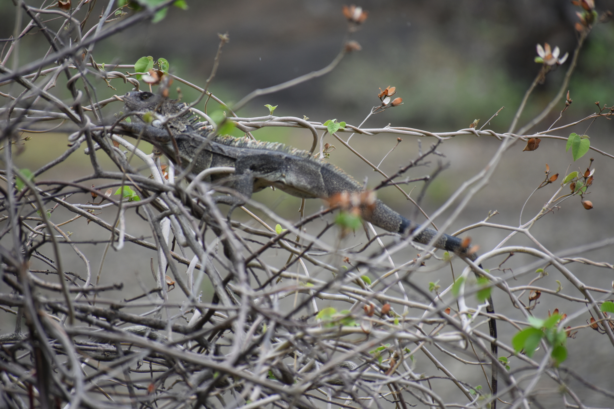 Iguana image