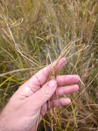 Carex flagellifera, photograph 5