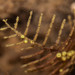 Saw-toothed Fern Hydroid - Photo (c) Gaurav Patil, some rights reserved (CC BY-NC), uploaded by Gaurav Patil