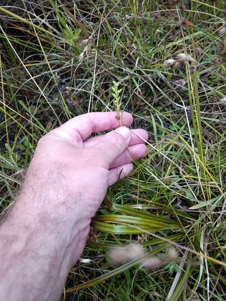 Microtis oligantha
