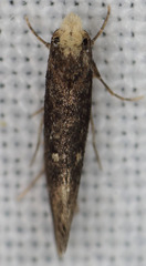 Tinea niveocapitella