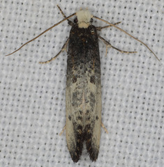 Tinea occidentella