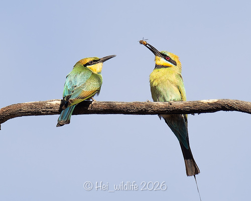 Rainbow Bee-eater