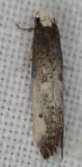 Tinea occidentella