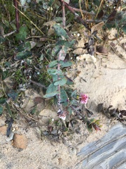 Arctostaphylos pajaroensis