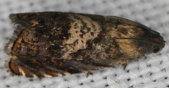 Grapholita prunivora