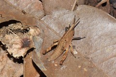 Colpolopha latipennis