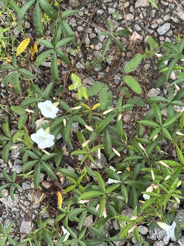 Distimake macrocalyx, photograph 5