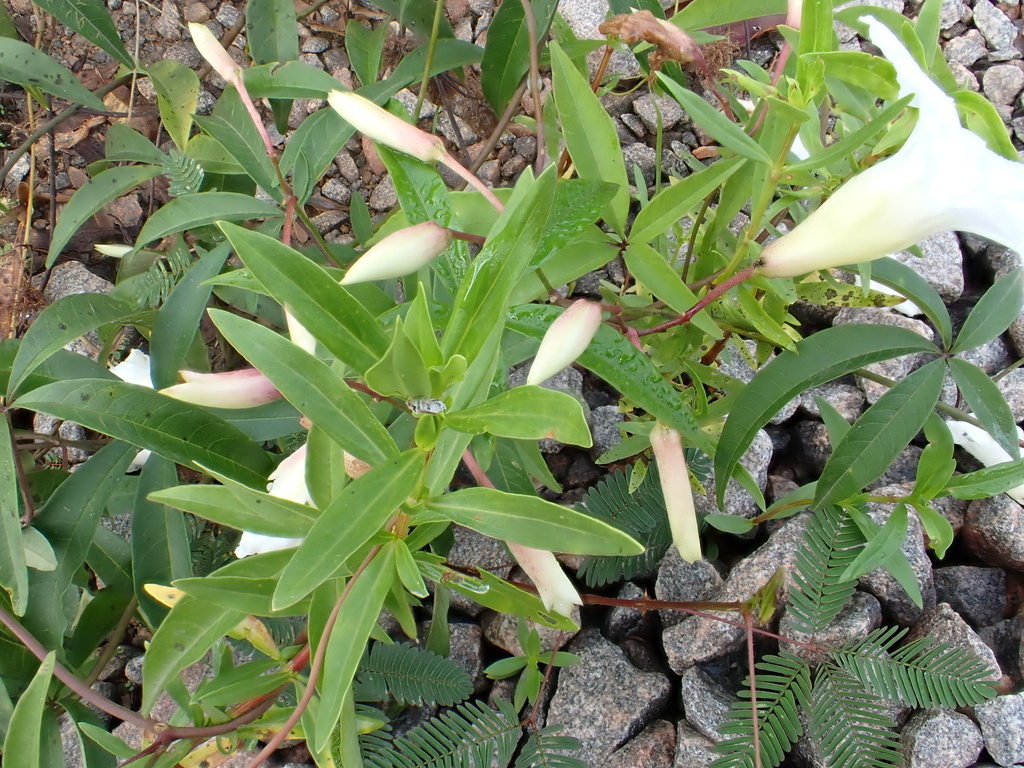 Distimake macrocalyx; photograph author not stated, no rights reserved